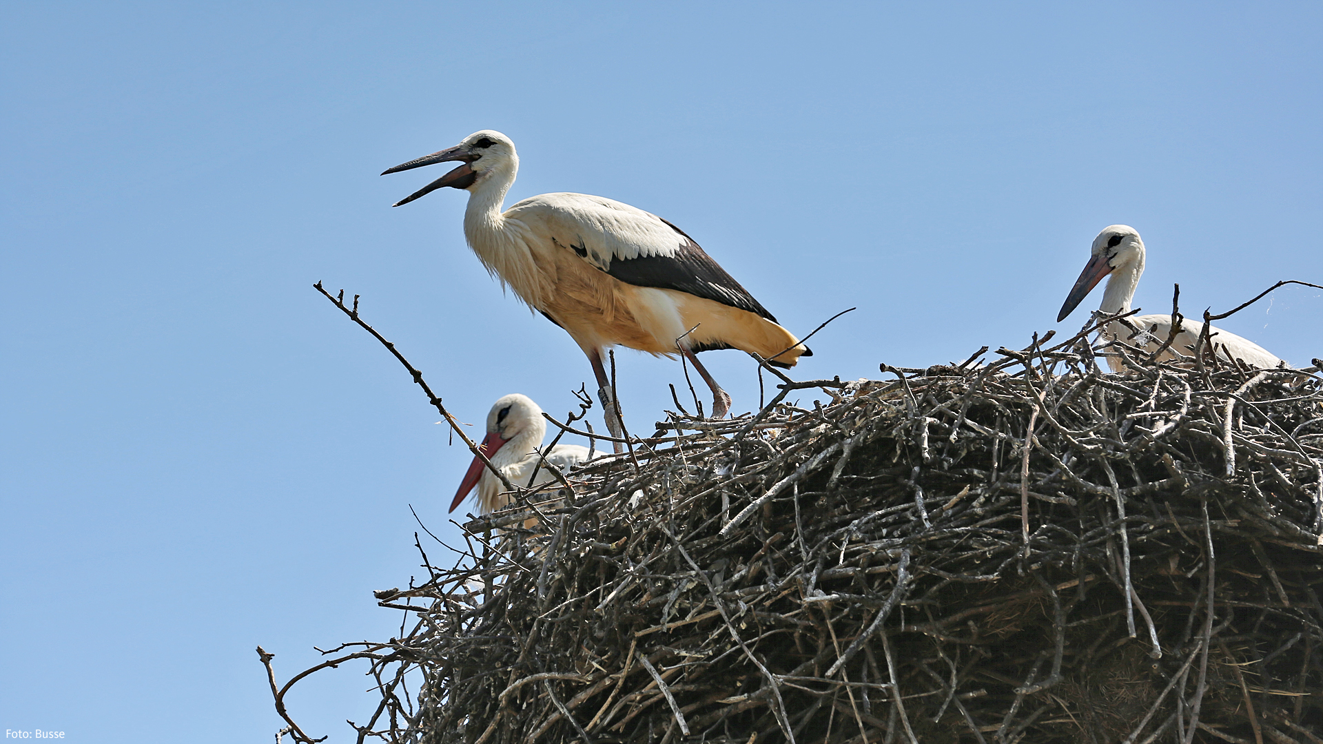 Letzenberg<br />
Tierpark<br />
Malsch